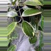 plant/Macrophylla Albomarginata cutting-multiple growth points to propagate 💚🌱-0-thumbnail