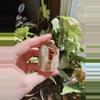 plant/High quality Smokey Garden Quartz free form w/ Black Rutile inside (brazil)-1-thumbnail