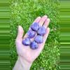 plant/Lepidolite heart-0-thumbnail