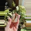 plant/High quality Smokey Garden Quartz free form w/ Black Rutile inside (brazil)-0-thumbnail
