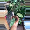 plant/HOYA CAUDATA GOLD 3" 164p-0-thumbnail