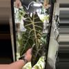 plant/Alocasia Polly P1 Mother Plant-0-thumbnail