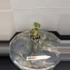 plant/RBR37 Alocasia Pink Dragon 'Stardust' - corm grown-3-thumbnail