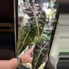 plant/Alocasia Polly P1 Mother Plant-1-thumbnail