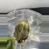 plant/RBR37 Alocasia Pink Dragon 'Stardust' - corm grown-1-thumbnail