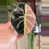 plant/Pink Black Velvet Corm-0-thumbnail