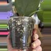 plant/Scindapsus Platinum 52? 92? 😅-2-thumbnail