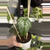 plant/Philodendron Brandtiaum 69-0-thumbnail