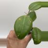 plant/AH 1013-1-thumbnail