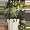 plant/Philodendron Brandtiaum 69-1-thumbnail