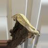 plant/Frost - proven male yellow white wall. Fires down paper white-3-thumbnail