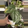 plant/Philodendron Brandtiaum 69-2-thumbnail