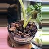 plant/Sunburnt Alocasia Melo-1-thumbnail
