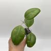 plant/AH 1013-0-thumbnail