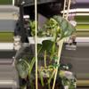 plant/Philodendron Brandtiaum 69-3-thumbnail
