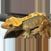 plant/Spyro Female proven harlequin soft scale-2-thumbnail