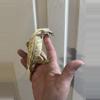 plant/Frost - proven male yellow white wall. Fires down paper white-4-thumbnail