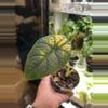 plant/Sunburnt Alocasia Melo-0-thumbnail