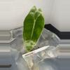 plant/RBR36 Alocasia Frydek Vargiegated - 1st leaf corm grown -0-thumbnail