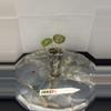 plant/RBR37 Alocasia Pink Dragon 'Stardust' - corm grown-0-thumbnail