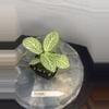 plant/RBR04 Silver Nerve Fittonia-0-thumbnail