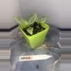 plant/RBR08 Silver Nerve Fittonia-0-thumbnail