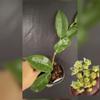 plant/Hoya trigonolobus (uncommon, underrated)-0-thumbnail