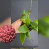 plant/Hoya ‘Kicki’ MB 1250 (mindorensis and Hoya davidcummingii)-0-thumbnail