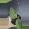 plant/Hoya Ah Black Magic-0-thumbnail