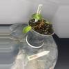 plant/RBR02 Philodendron Painted Lady-2-thumbnail
