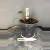 plant/RBR02 Philodendron Painted Lady-0-thumbnail