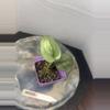 plant/RBR09 Scindapsus Platinum-3-thumbnail