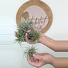 plant/Tillandsia ionantha-0-thumbnail