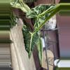 plant/Frydek Tattoo/Emerald Tide CORM-1-thumbnail