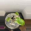 plant/RBR41 Alocasia Pink Dragon - corming size!-0-thumbnail
