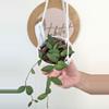 plant/#2169 Hoya sigillatis 'Alas River' -0-thumbnail