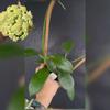 plant/Hoya sp. UT-036 West Timor (cool yellow green flowers)-0-thumbnail