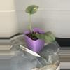 plant/RBR09 Scindapsus Platinum-2-thumbnail