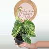 plant/#2845 Rhaphidophora puberula -0-thumbnail