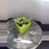plant/RBR08 Silver Nerve Fittonia-2-thumbnail