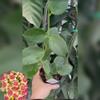 plant/Hoya hybrid MB-1414-0-thumbnail