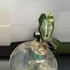 plant/RBR43 Alocasia Pink Pseudo Sanderiana-1-thumbnail