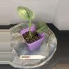 plant/RBR09 Scindapsus Platinum-1-thumbnail