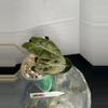 plant/RBR43 Alocasia Pink Pseudo Sanderiana-0-thumbnail