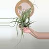 plant/#5 Tillandsia-0-thumbnail