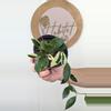 plant/#2710 Hoya lacunosa 'Asami' Albo -0-thumbnail