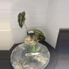 plant/RBR43 Alocasia Pink Pseudo Sanderiana-2-thumbnail