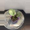 plant/RBR09 Scindapsus Platinum-0-thumbnail