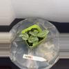 plant/RBR08 Silver Nerve Fittonia-1-thumbnail