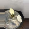 plant/RBR44 Alocasia Frydek Variegated-1-thumbnail